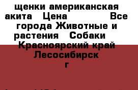 щенки американская акита › Цена ­ 30 000 - Все города Животные и растения » Собаки   . Красноярский край,Лесосибирск г.